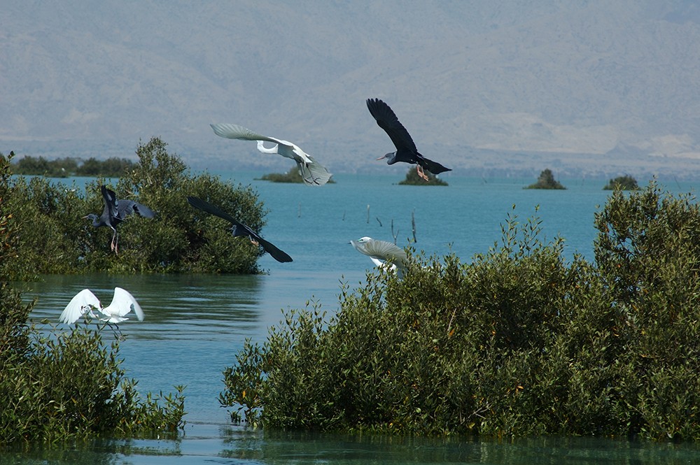 Harra-mongrove-Qeshm-Iran
